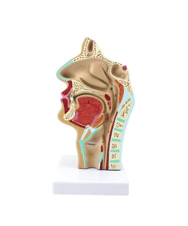 Life Size Nasal Cavity Model Anatomical Oral Throat Model Nasopharyngeal Cavity ENT Medical Educational Training Aid