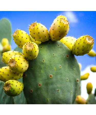 Prickly Pear Seed Oil Organic Cold Pressed Unrefined Natural 2 Fl Oz. - Buy Online on GoSupps.com