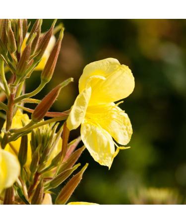 Primavera Evening Primrose Oil 2x30ml | Organic Moisturizing & Calming Aroma Oil - Vegan Natural Cosmetics - Buy Online on GoSupps.com
