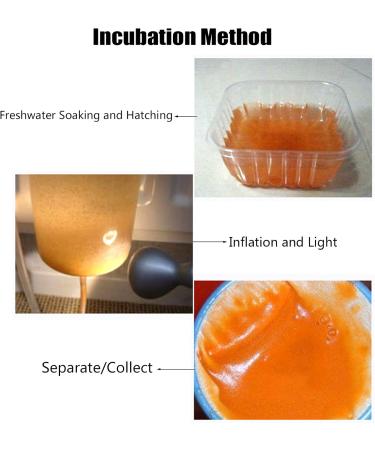 HEYXI 60G Aquarium ing Tropic Fish Food Artemia Shelling s Brine Shrimp Shelling food for Feeding Baby Fishes - Buy Online on GoSupps.com