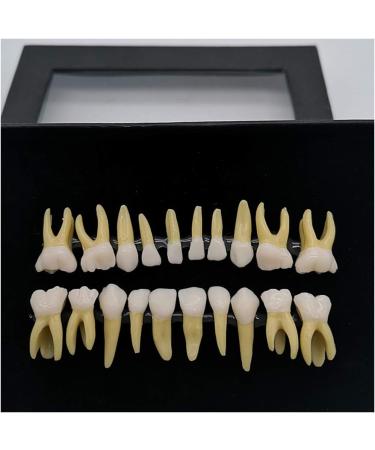 Fhuili Two-Color Permanent Teeth Model - 20 Artificial Dentures for Dental Study & Oral Demonstration - Buy Online on GoSupps.com
