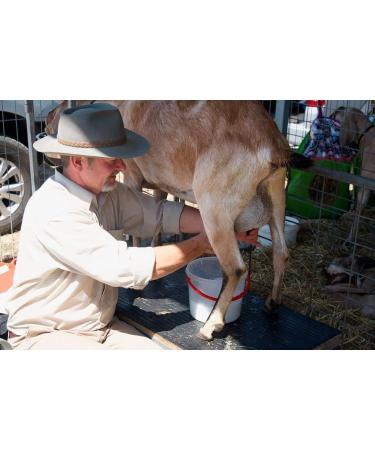  SpiceMasters.co.uk Obleas Sevillanas Mini Waffles with Mexican Goat Milk 200g - Buy Online on GoSupps.com