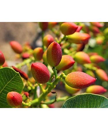 THE EDIBLES Pistachios Shell Unsalted - 500g | Pistachios Dry Fruits_Packing May Vary - Buy Online on GoSupps.com