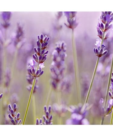 NATURE'S APOTHECARY Lavender Body Butter - 24-Hour Intense Hydration Hypoallergenic & All-Natural Made in USA - Buy Online on GoSupps.com