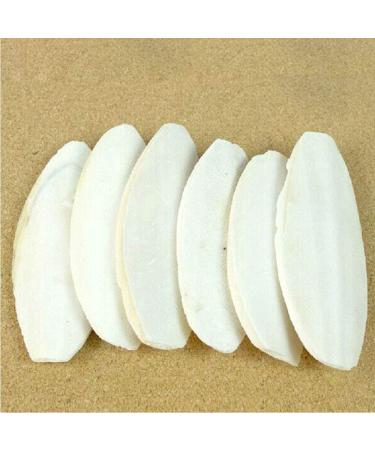 Mivofun Natural Cuttlebone for Tortoise, Turtles, Birds & Small Animals (2PCS, 4-4.5 inches) - Buy Online on GoSupps.com