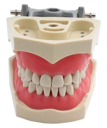 1PC Dental Tooth Teach Exercise Modell Universal Type Soft rubber teeth model with removable teeth compatible for teaching studying medically