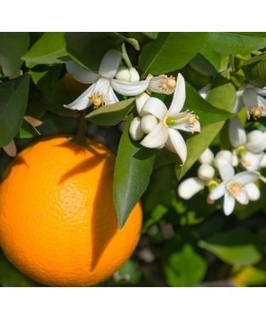 Perfume Studio 100% Pure Fragrance Oil Impression Compatible with: (Orange Blossom 1oz) - Buy Online on GoSupps.com