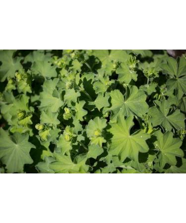 Lady's Mantle Herb Tea/Mesdames Manto Herbe (Alchemilla Vulgaris) - Health Embassy - 100% Natural (50g) - Buy Online on GoSupps.com