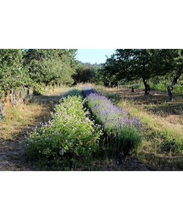 Magnesium Oil Topical Spray with Biodynamic Lavender and Rosemary Hydrosols (4 Oz) - Buy Online on GoSupps.com