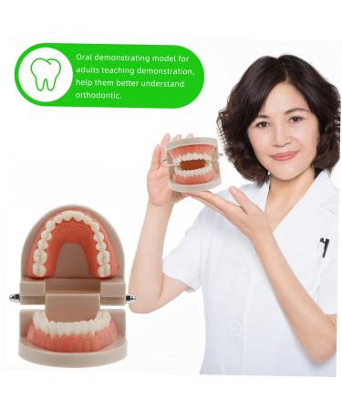 Buy Solustrie Dental Study Model for Kids | Educational Teeth & Oral Cavity Teaching Toy - International Shipping Available - Buy Online on GoSupps.com