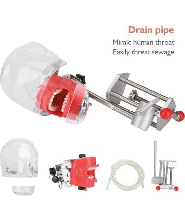 Dental Model Simulator - Bfeiwgha Phantomkopf Training Head | International Shipping Available - Buy Online on GoSupps.com