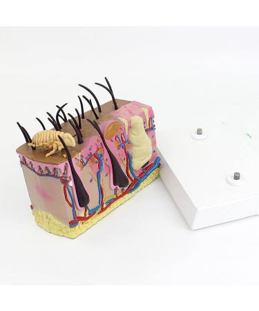 Dog Skin Model Insect Bite Pathology Mite Flea Hair Subcutaneous Tissue Vascular Nerve Shaping Dog Knee Joint - Buy Online on GoSupps.com