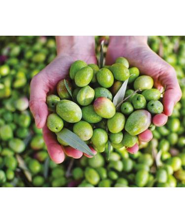 BENVOLIO 1938 Cold Pressed Extra Virgin Olive Oil - 500 ml - 100% ITALIAN Metallic Gourmet Bottle - Buy Online on GoSupps.com