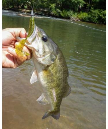 YUM Grub Multi-Species Curly-Tail Swim-Bait Fishing Lure - Smoke/Silver Flake 3 - Buy Online on GoSupps.com
