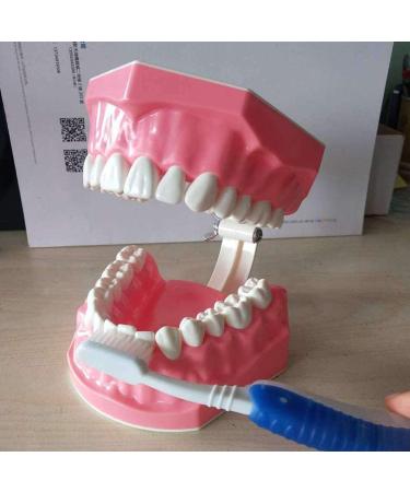 LBYLYH Dental Implant Teeth - Oral Care Brush Model & Educational Dental Template for Early Childhood Learning - Buy Online on GoSupps.com