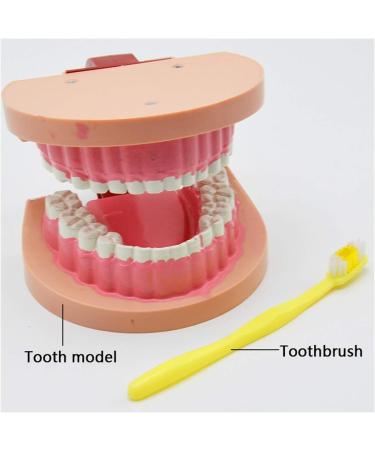 Dytah Dental Teeth Model - Realistic Typodont with Visible Gingiva for Practice & Study | Ideal Dental Teaching Tool - Buy Online on GoSupps.com