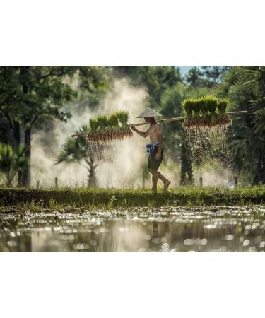 Lais Puzzle Hard labour farmer in rice green fields holding rice baby 1000 pieces - Buy Online on GoSupps.com