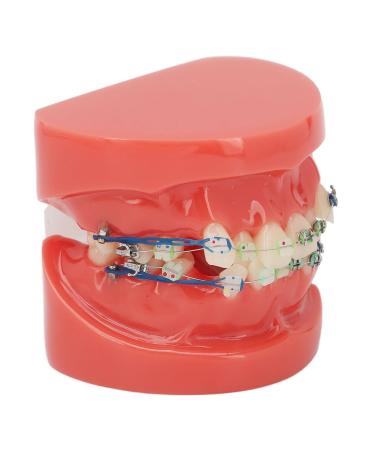 Verdant touch metal wires tooth model metal wires tooth model 24 teeth semi -metal half ceramic holder orthodontic display