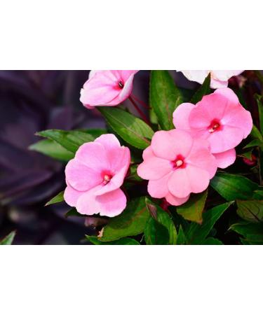 Impatiens n 18 Fleur de Bach farmaflor 1 Flacon Comtpe Gouttes 10ml - Made in Italy - Buy Online on GoSupps.com