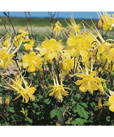 Mr Fothergill's - RHS Aquilegia Yellow Queen - Buy Online on GoSupps.com