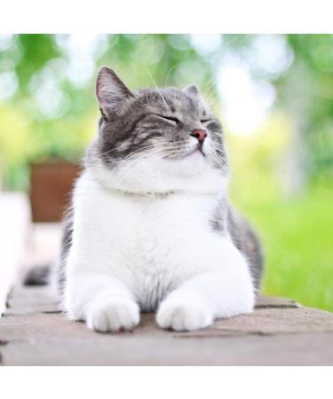 Electric Flea Comb for Cats Dogs - Pet Flea Comb to Kill Fleas and Eggs Electronic Lice Remover Grooming Comb Brush - Buy Online on GoSupps.com