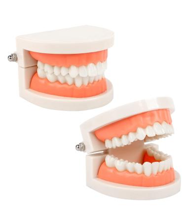 2Pcs Standard Teeth Dental Model Demonstration Teeth Model for Kids Dental Teaching Study Supplies