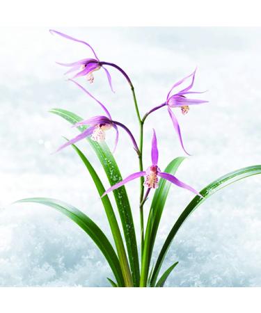 Innisfree Orchid Youth Enriched Toner - Hyaluronic Acid Face Treatment - Buy Online on GoSupps.com