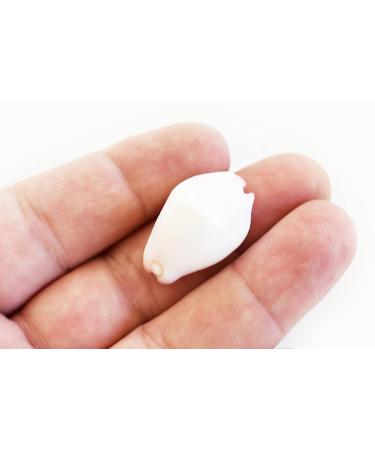 24 White & Purple Wart Cowrie Shells (Vericosus Calprunis) 3/4-1 Inches - Buy Online on GoSupps.com