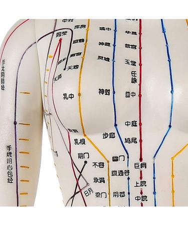 Female Acupuncture and Moxibustion Model 60cm - Medical Acupuncture and Moxibustion Model - Human Acupuncture and Moxibustion Model - for Chinese Body Statues of Doctors - Buy Online on GoSupps.com