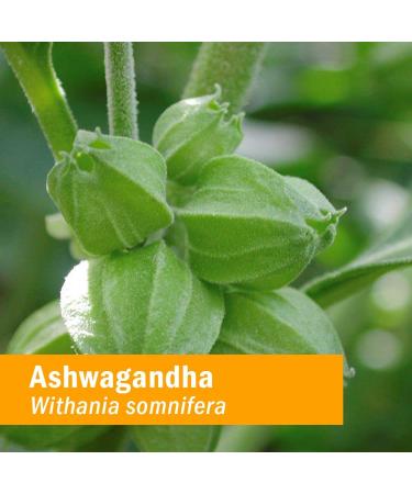 Herb Pharm Ashwagandha Tincture - Alcohol-Free 1 fl oz (30 ml) - Natural Stress Relief - Buy Online on GoSupps.com