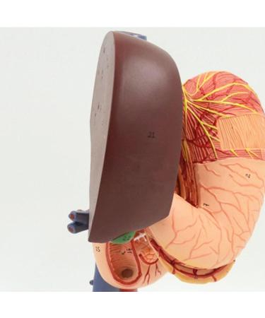 JUJNE Human Stomach Liver Gallbladder Pancreas Duodenum Model -Anatomy Digestive System Organ 6 Parts Liver Gallbladder Pancreas Spleen and Stomach Model - Buy Online on GoSupps.com