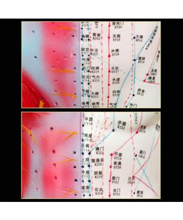 Acupuncture Template - Acupuncture and Male Muscle - 85cm - Half Skin and Half Point Point and Meridians Anatomy - Buy Online on GoSupps.com