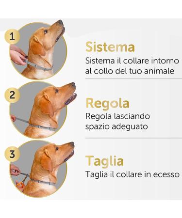 Buy Syang Teck Neck Band for Dogs & Cats - 2 Anti-Parasite Collars 8-Month Protection Adjustable Fluorescent Red & Gray - Buy Online on GoSupps.com