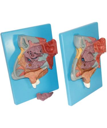 Nasal Cavity Model - Anatomical Nasal Cavity Model - Turbinate in The Lateral Wall of The Nasal Cavity Enlargement Model - Buy Online on GoSupps.com
