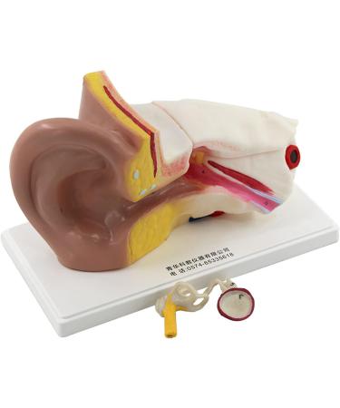 Ear Anatomy Model Expansion Display Educational Tool Teaching Model School Learning Tool Ear Model Structure - Buy Online on GoSupps.com