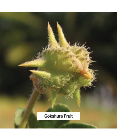 Banyan Botanicals Dashamula Powder - Certified Organic 1/2 lb - Ayurvedic Formula for Vata & Nervous System Support - 8 oz - Buy Online on GoSupps.com