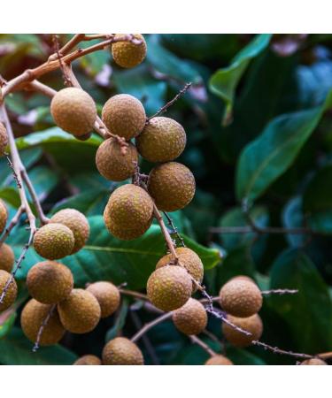 Fresh Longan Fruit 1000 gr - Buy Online on GoSupps.com
