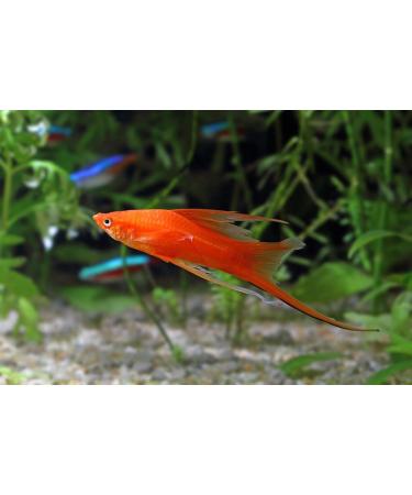 Aquatic Foods Inc. Guppy Micro Sinking Granules Color Enhancing and Spirulina Mix for Guppies Tetras All Baby Cichlids...WL 1/4-lb Foil Pouch Bag 4 Ounce (Pack of 1) - Buy Online on GoSupps.com