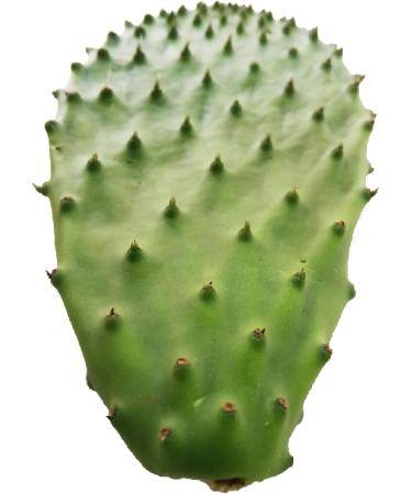 3 kg of fresh scoops for cooking edible nopal O ficus - Buy Online on GoSupps.com