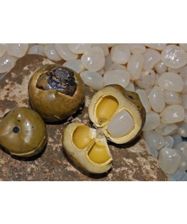 Indonesian Organic Ground Arenga Pinnata Sugar 200g/ Gula Semut Aren The Taste of Traditional Sweetener- Halal - Buy Online on GoSupps.com