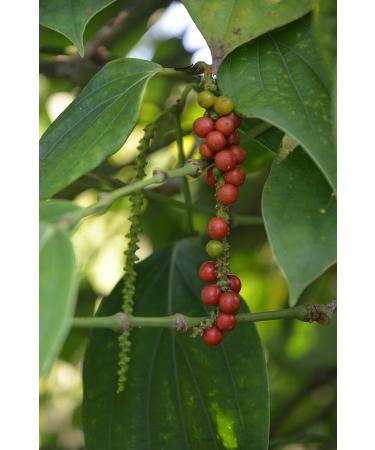 Poivre rouge de Kampot IGP AOP 100 g Grains entiers du Cambodge. - Buy Online on GoSupps.com