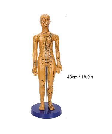 Acupuncture Model - Copper Female & Male Meridian Points for Chinese Medicine & Massage Crafts - Buy Online on GoSupps.com