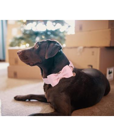 Dogwong Adjustable Black Dog Collar with Removable Fly - Comfortable Collar for Small to X-Large Dogs | Perfect Gift for Girls - Pack of 1 - Hell-Pink - Buy Online on GoSupps.com