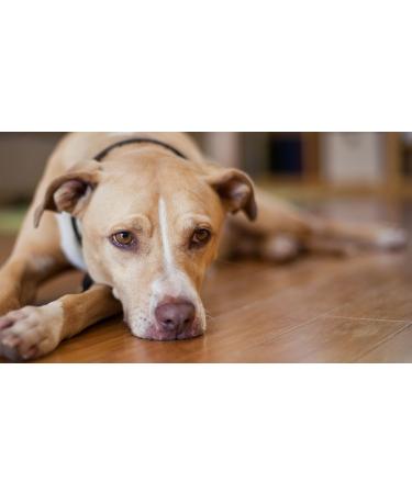 PET SUPPLEMENTS Bladder Support for Dogs - Urinary Tract Support - for Dogs - Advanced Complex - CHEWABLE - Corn Silk Dogs - 3 Bottle (270 Chews) - Buy Online on GoSupps.com