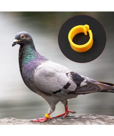 Buy Ancllo 200pcs 8mm No Numbers Birdsbone Tapes - Multicolored Clip-on Leg Rings for Pigeons & Parrots - 10 Color Mixed for Chicks - International Shipping Available - Buy Online on GoSupps.com