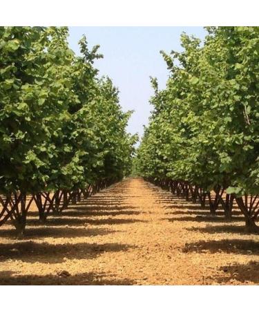  Destefanis e Novero 1 kg | Destefanis & Novero Nocciole Langhe Roero Monferrato | Natural TGT Hazelnuts Shelled and Unroasted Healthy Dried Fruit Source of Vitamins and Fiber - Buy Online on GoSupps.com