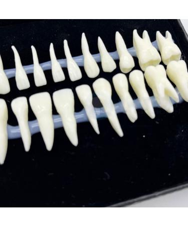 Shop 1 Box Dental Model - 1:1 Full Mouth 28pcs Monochrome Permanent Adult Teeth Model | International Shipping Available - Buy Online on GoSupps.com