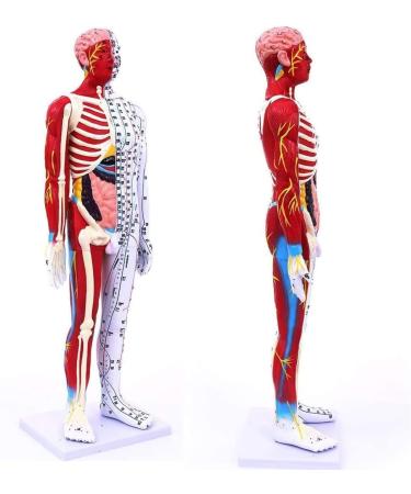 Male Acupuncture and Moxibustion Manikin 85cm with Pressure Points and Twelve Meridians Used for Teaching Point Model of School Supplies - Buy Online on GoSupps.com