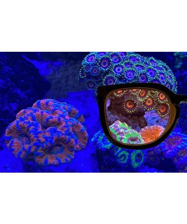 Aqua Medic Coral Glasses - Enhance Your Reef Experience | International Shipping Available - Buy Online on GoSupps.com