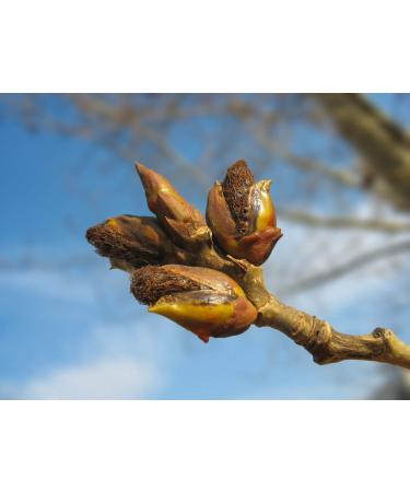 White Poplar Buds Tea | Populus Alba L | Bourgeons de Peuplier Blanc Tisane | Health Embassy (100g) - Buy Online on GoSupps.com